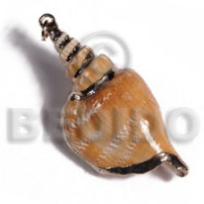 Brown canarium approx. 45mm
