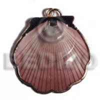 Amosiom shell approx. 35mm