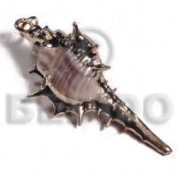 Koriosos family shell approx.