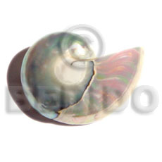 nautilus shell brooch - Home