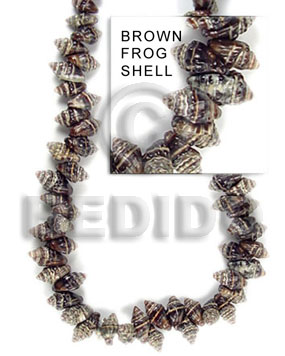 frog shell brown ( medium ) - Home
