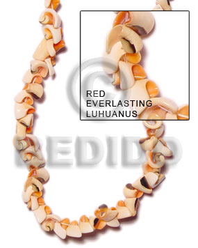 red everlasting luhuanus - Home