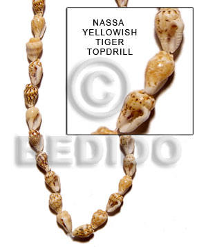 yellowish tiger nassa topdrill - Home