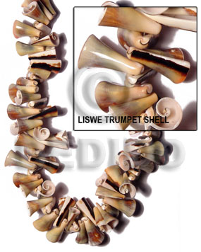 liswe trumpet shell - Home
