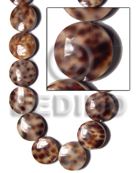 20mm round back to back cowrie tiger coins / 20 pcs - Home