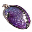 Glistening purple abalone