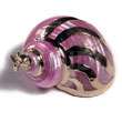 Pink turbo shell approx.